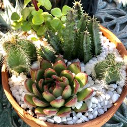 8” Live Plant Arrangement- Succulents 