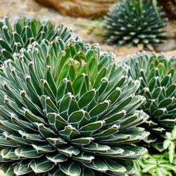 Agave victoriae-reginae
