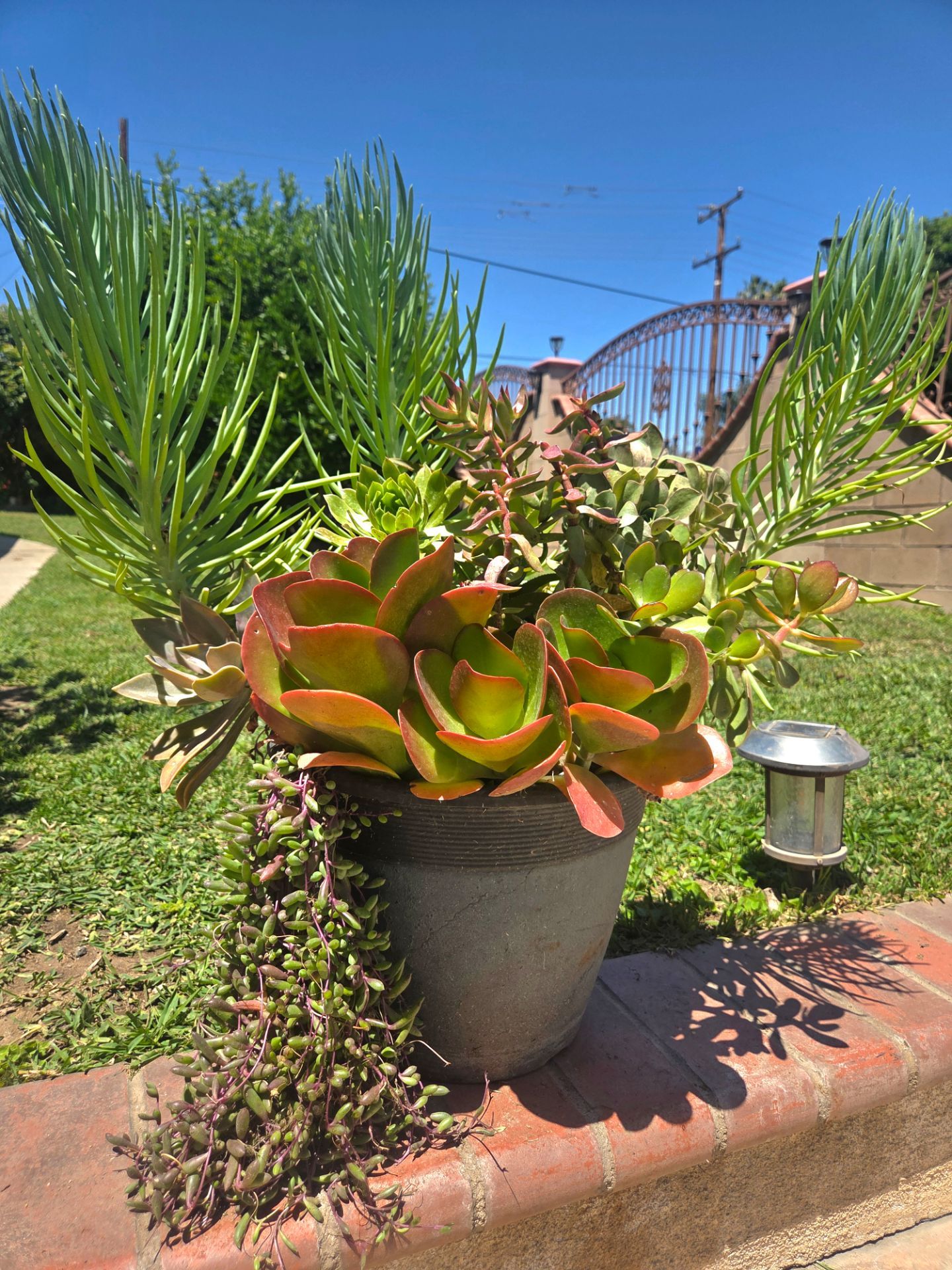 Decoration Suculents Plants Mix