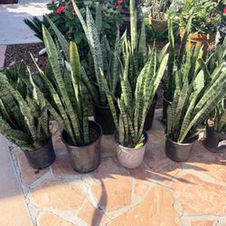 Snake Plant $20 Each Indoor And Outdoor 