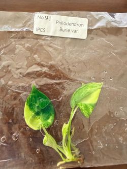 Philodendron Burle Variegated TC