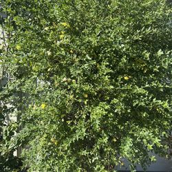 Yellow Vietnamese Apricot Blossom Plant For Sale