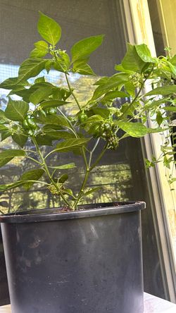 Abanero plant