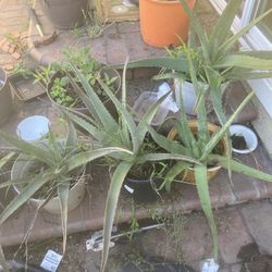 Aloe Vera Plant
