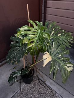 Huge monstera Thai constellation huge leaves in 5 gallons pot