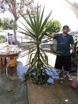 Big Tree