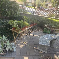 🪴🪴🪴 Moving Out PLANTS SALE! 🪴🪴🪴