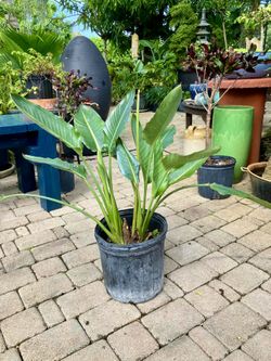 20” Orange Bird of Paradise