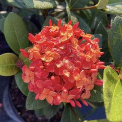 Ixora Maui Red - 3gl