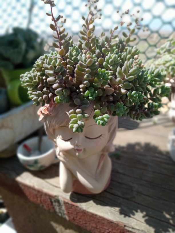 Succulents ✨🪴🌵