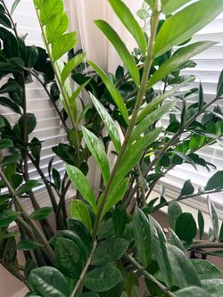 Large ZZ Plant (Zamioculcas Zamiifolia)