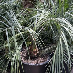 Pindo Palm