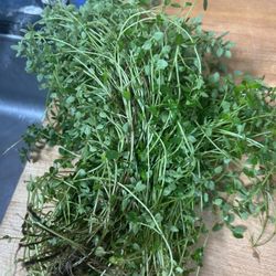 Free Huge Bundle Of Fresh Thyme
