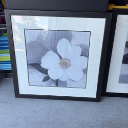 These framed art prints are the "Midday Bloom" collection by artist Ivo (Lipman). 