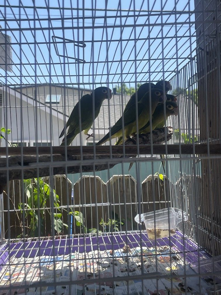 Cage Stand Jahula