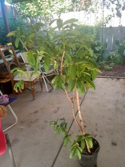 árbol de guallabo mide 56 pulgadas
