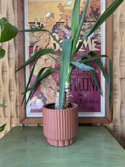 money tree plant pot size Money Tree Plant with Planter - Small (12