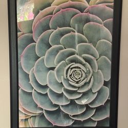 Large Framed Succulent Photo