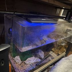 50 Gallon Acrylic Fish Tank Setup