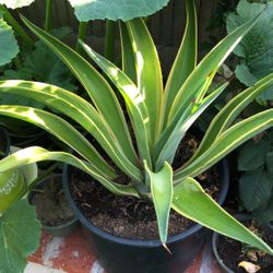 Agave