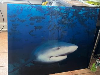 Acrylic shark poster