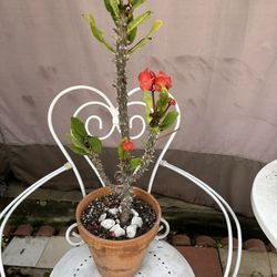 Corona De Cristo