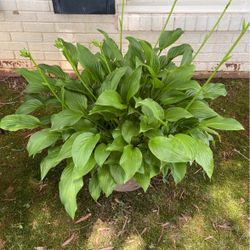 Hosta Plant And Couple Baby Spider Plants