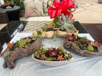 Mother’s Day succulent arrangements