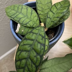 Hoya callistophylla Plant 