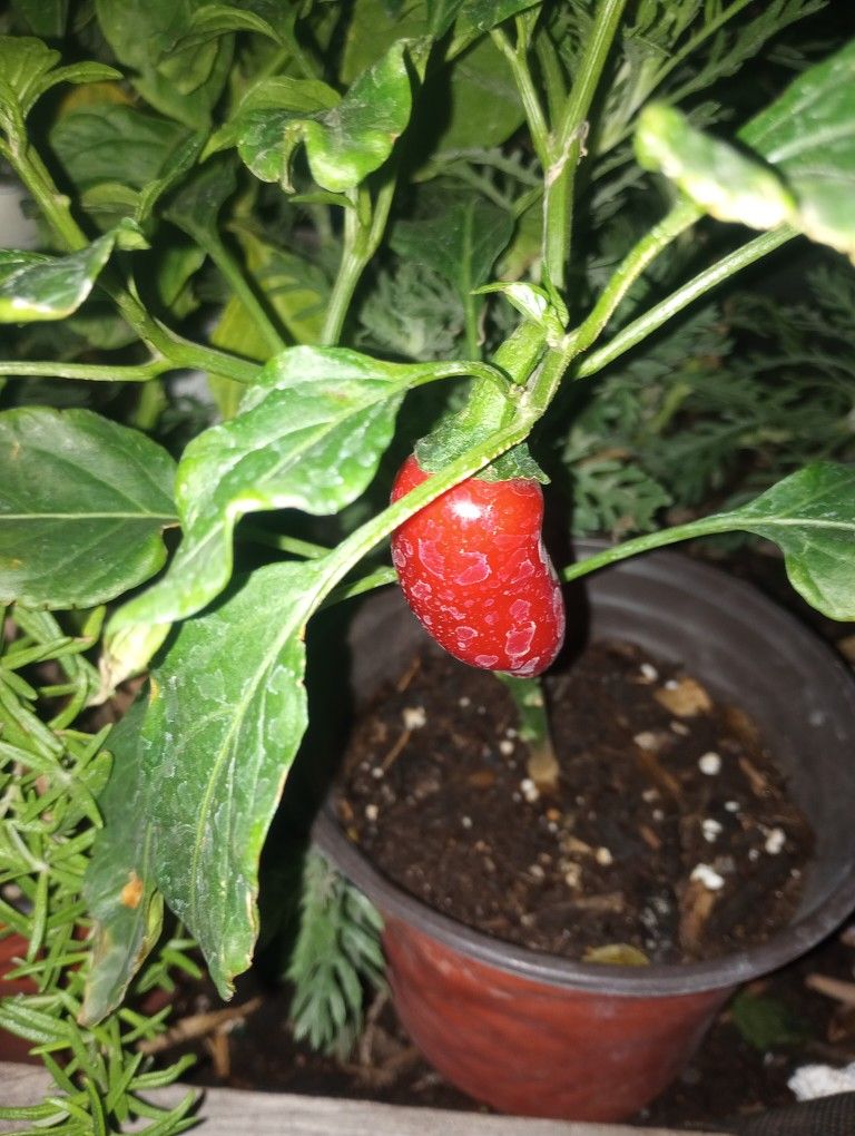 ORGANIC JALAPENO, DRAGON, HABANERO CHILIES
