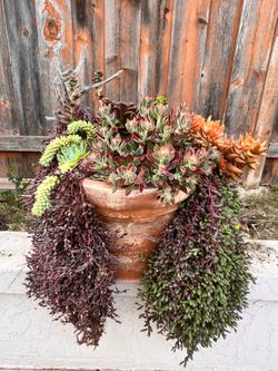Larger potted succulents, 2yrs old. Make offer