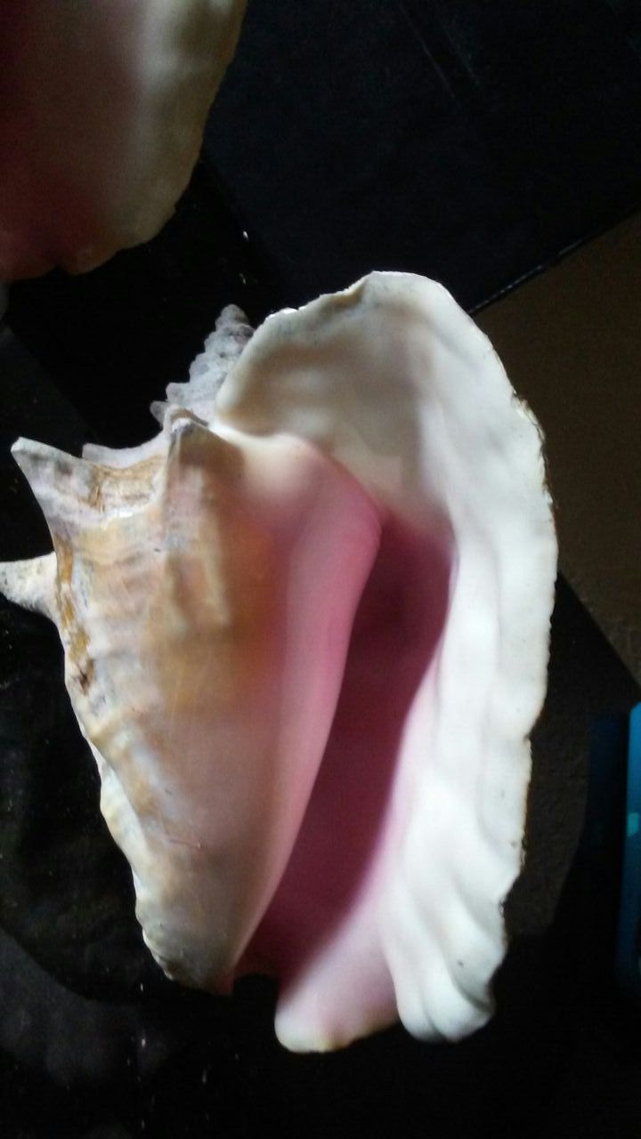 Bahamas shell
