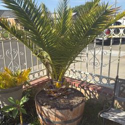 2 Palm Trees In Barrel Planters 