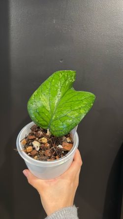 Hoya elephant