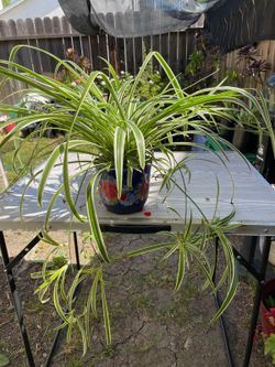 Plant #6
