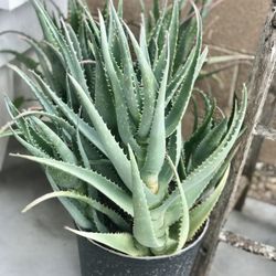$7 Aloe Vera Plant