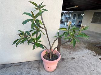Beautiful MED/LARGE Plumeria