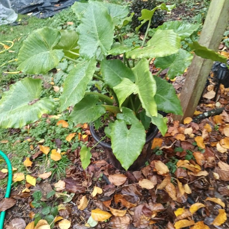 Elephant Ear Plant