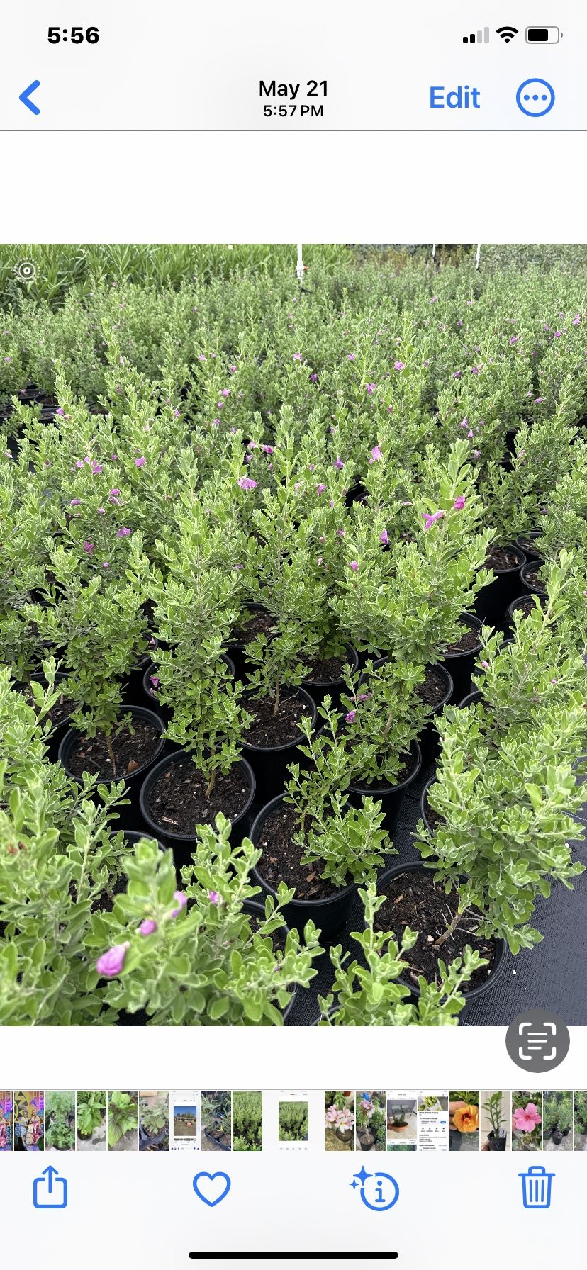 Plantas De Ceniso Morado And I