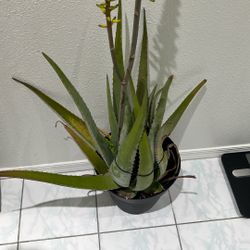 Aloe Vera Plant 