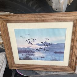 Duck Picture