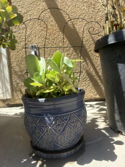 Beautiful Potted Succulant