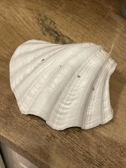 Clam Shell