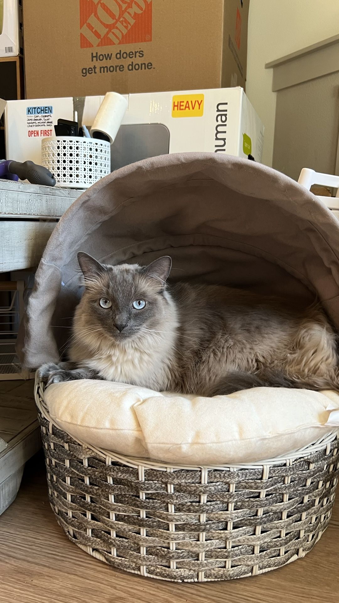 Cat Bassinet Bed