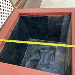 Box Plant
