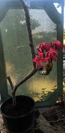 Red Plumeria Hilo Plant . Rooted About 2 1/2 Feeet