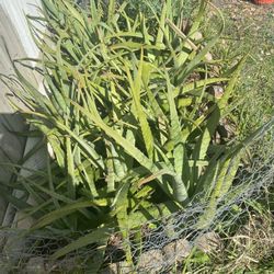 Aloe Vera
