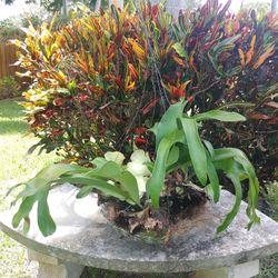 Stag horn fern plants $50 each