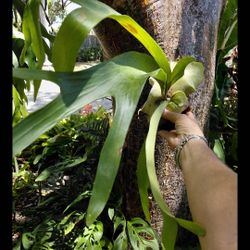 Staghorn Elk Fern Platycerium bifurcatum hybrid Live Air PLANT Polypodiaceae