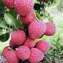 Sweetheart Lychee Tree